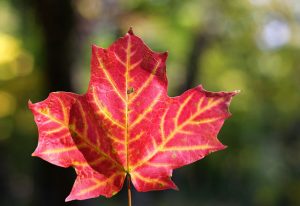 fall-leaves-168-copy